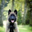 Belgian shepherd dog - tervueren - puppies FCI - Belgian Shepherd Dog (015)