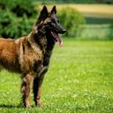Ch. Sweety Deabei - Belgian Shepherd Dog (015)