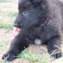 Belgian Shepherd Groenendael puppies with top pedigree. - Belgian Shepherd Dog (015)