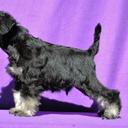 Black and silver schnauzer - Miniature Schnauzer (183)