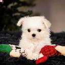 Maltese Puppies - Maltese (065)