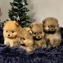 Pomeranian Puppies - Pomeranian