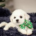 Bichon Frise puppies - Bichon Frisé (215)