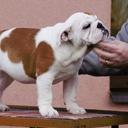 English Bulldog - Nice girl available - Bulldog (149)