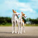 Ibizan Hound FCI official Kennel BALTAS VEJAS. Since 2013 - Jurgita Keserauskiene