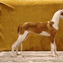 Ibizan Hound puppy - Ibizan Warren Hound (089)