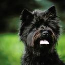 Cairn terrier ,,Nenuoramų namai,, - Sandru