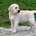 Labrador Retriever puppies - Labrador Retriever (122)