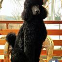 Lord Narciso De Noor Y Albarral - Poodle (172)