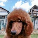 Standard poodle puppies - Poodle (172)