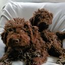 Lagotto romagnolo puppy - Romagna Water Dog (298)