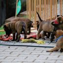 Puppies with Pedigree - Belgian Malinois Shepherd - Belgian Shepherd Dog (015)
