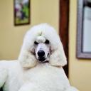 Giant Miracles Poodle Kennel - gyurika