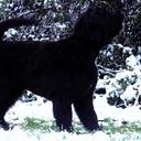 Black Russian Terrier Puppies - Russian Black Terrier (327)