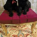 Standard poodle puppies - Poodle (172)