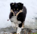 Shelties - dogs for sale from Lavia