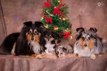 Sheltie Christmas family