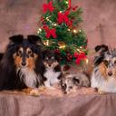 Sheltie Christmas family