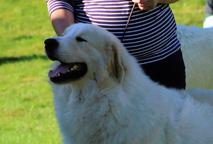 Pyrenean mountain dog with pedigree
