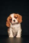 Cavaler King Charles Spaniel