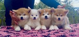 Akita-inu puppies