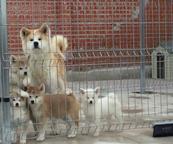Akita-inu puppies