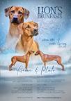 Rhodesian Ridgeback - standard puppy