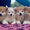 Akita-inu puppies