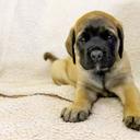 English Mastiff - Family dogs from Selzerbach