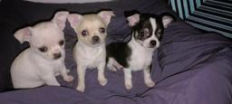 Chihuahua puppies