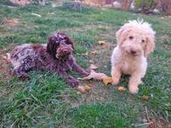 Lagotto dei Buoni Amici