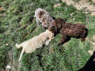 Lagotto dei Buoni Amici