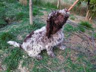 Lagotto dei Buoni Amici