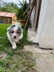 Australian Shepherd puppies for sale from Ko-Bra Top Dog kennel