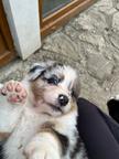 Australian Shepherd puppies for sale from Ko-Bra Top Dog kennel