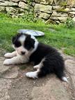 Australian Shepherd puppies for sale from Ko-Bra Top Dog kennel