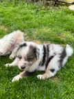 Australian Shepherd puppies for sale from Ko-Bra Top Dog kennel