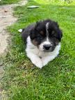 Australian Shepherd puppies for sale from Ko-Bra Top Dog kennel