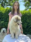 Pyrenean mountain dog, Verkaufe Pyrenaen Berghund
