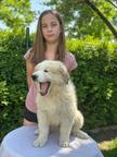 Pyrenean mountain dog, Verkaufe Pyrenaen Berghund