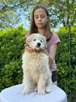 Pyrenean mountain dog, Verkaufe Pyrenaen Berghund