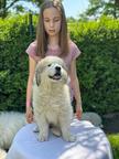 Pyrenean mountain dog, Verkaufe Pyrenaen Berghund