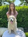 Pyrenean mountain dog, Verkaufe Pyrenaen Berghund