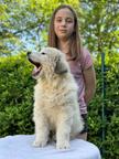 Pyrenean mountain dog, Verkaufe Pyrenaen Berghund
