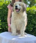 Pyrenean mountain dog, Verkaufe Pyrenaen Berghund