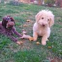 Lagotto dei Buoni Amici