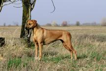 Rhodesian Ridgeback - puppies from Slovakia for sale