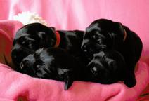English cocker spaniel - Puppies