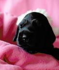 English cocker spaniel - Puppies