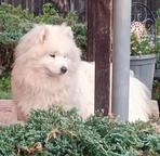 Samoyed puppies for sale - pedigree FCI